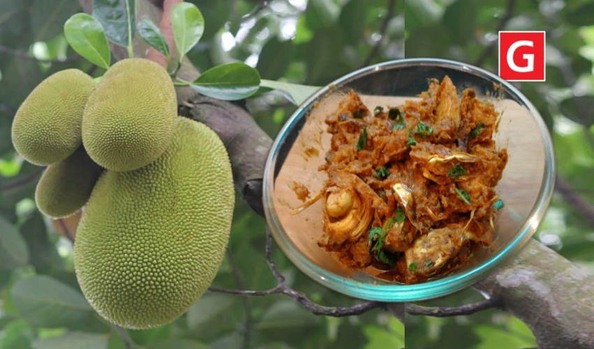 Go Gorakhpur - Jackfruit in trend on Holi