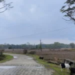 गोरखपुर में निकली भगवान नरसिंह की भव्य शोभायात्रा, पुष्प-अबीर और गुलाल से मनी होली