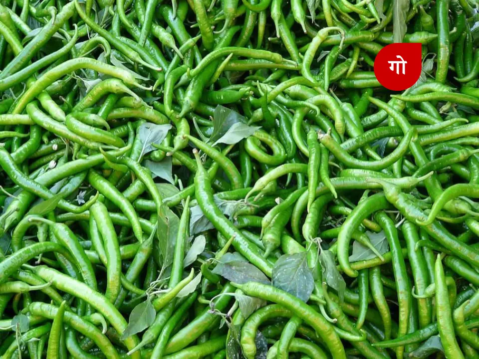 हरी मिर्च के तीखेपन में छिपे हैं अच्छी सेहत के राज़ हरी मिर्च के तीखेपन में छिपे हैं अच्छी सेहत के राज़