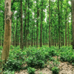 कल्याण मंडपम जुलाई से होगा शुरू, यहां जानें किराया