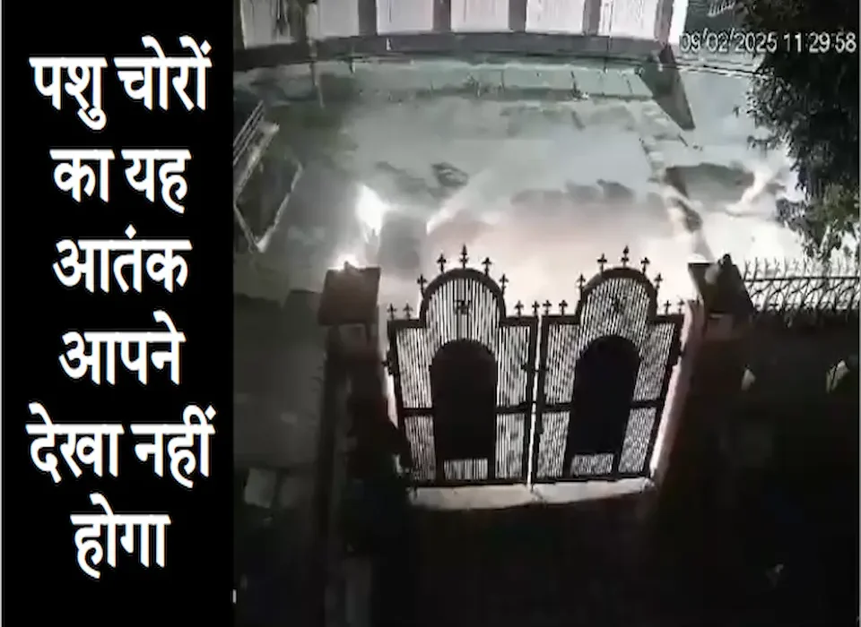 पशु तस्करों, रेकीबाजों ने उड़ाई कॉलोनीवासियों की नींद, सरेशाम घर में घुसा चोर…तो तस्कर उठा ले गए गोवंश गोरखपुर शहर की इंद्रप्रस्थपुरम कॉलोनी में रविवार रात पशु चोरों की तस्वीर जो सीसीटीवी कैमरे में कैद हुई.