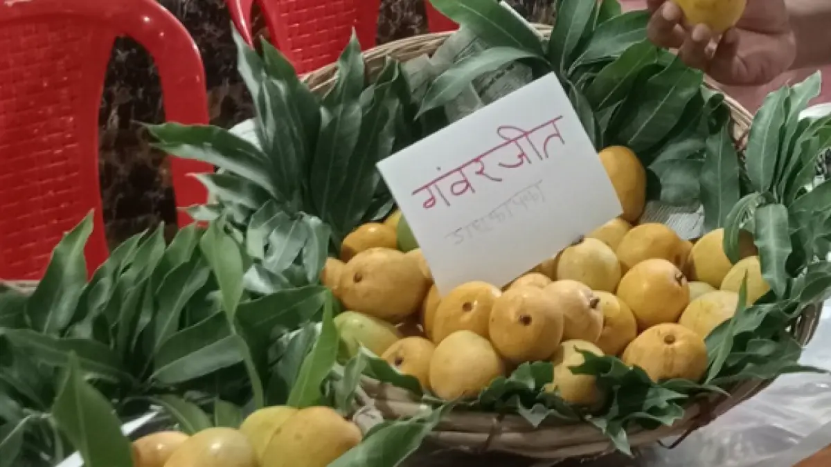 गोरखपुर आम महोत्सव: करेलवा, लतवा से नाजुक बदन तक, 50+ किस्मों की महक और स्वाद का चला जादू प्रदर्शनी में लगा गौरजीत आम का स्टाल. कहा जाता है कि यह सिर्फ पूर्वांचल में पाया जाता है.