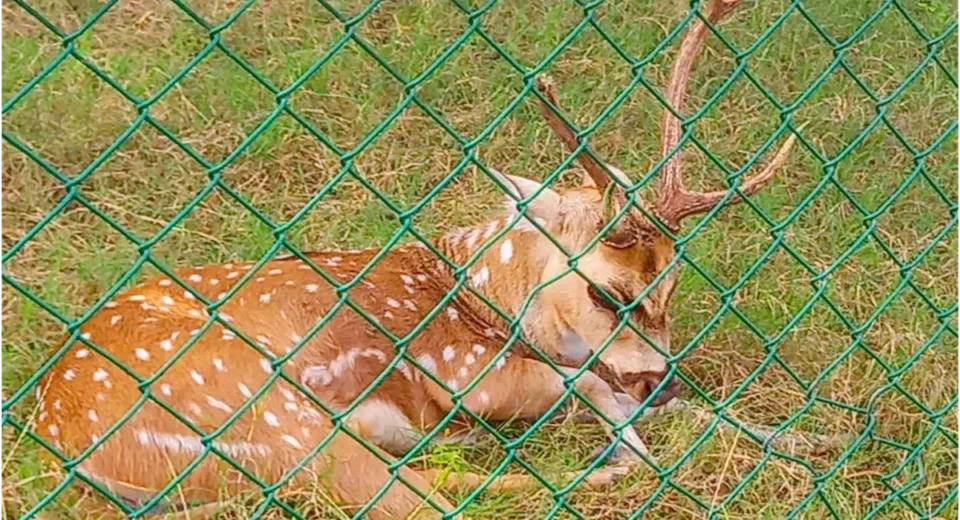 गोरखपुर चिड़ियाघर