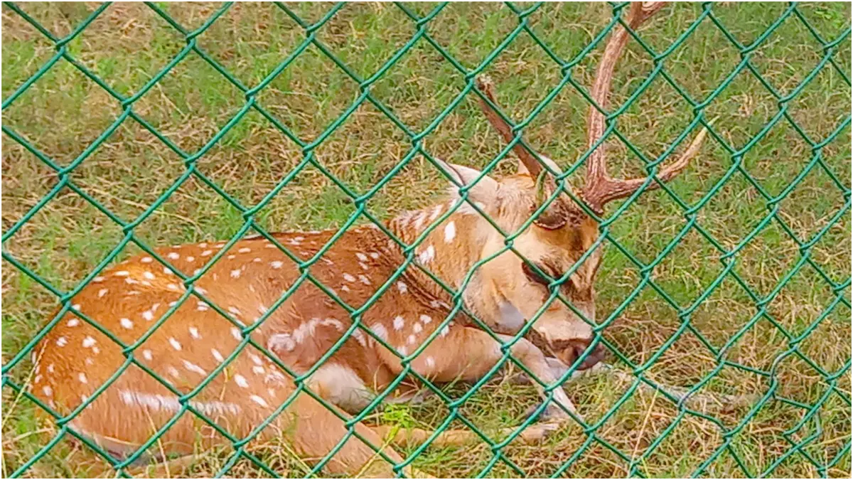 गोरखपुर चिड़ियाघर