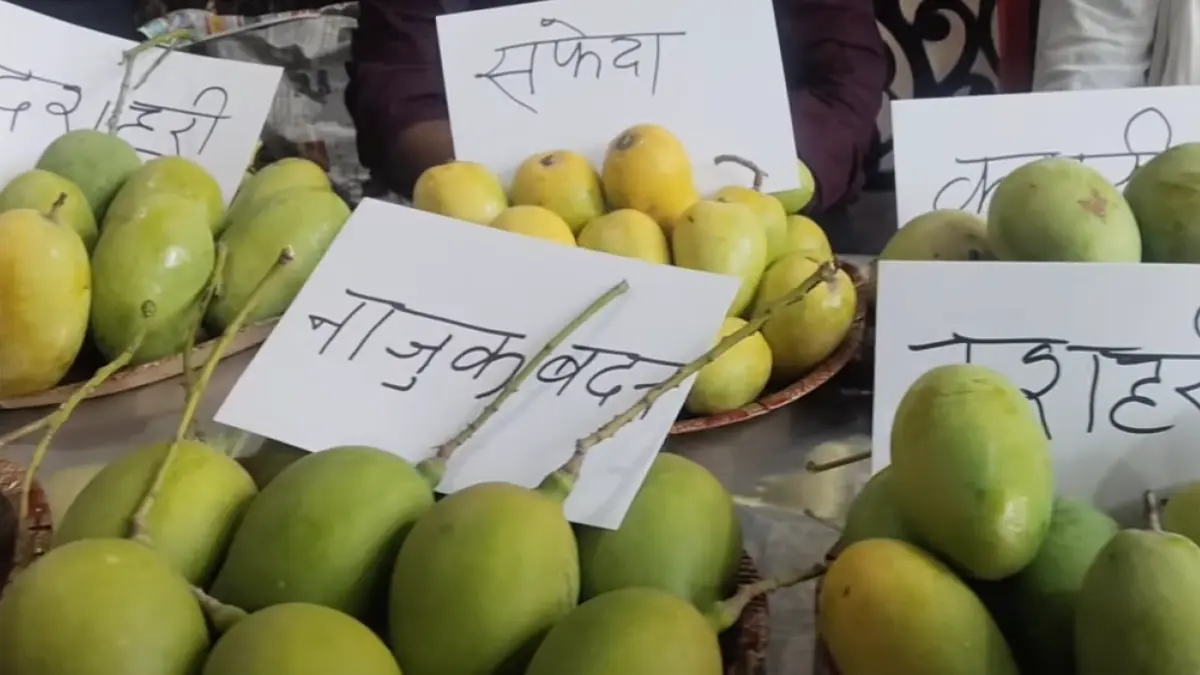 गोरखपुर आम महोत्सव: करेलवा, लतवा से नाजुक बदन तक, 50+ किस्मों की महक और स्वाद का चला जादू गोरखपुर आम महोत्सव में रखी गई आम की वेराइटी जिसका नाम 'नाज़ुक बदन' है. फोटो: गो गोरखपुर.कॉम