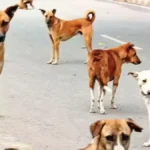 गोरखपुर: सीएम योगी ने की कायस्थ समाज के योगदान की सराहना, कहा- समाज की पहचान उसके महापुरुषों से बनती है