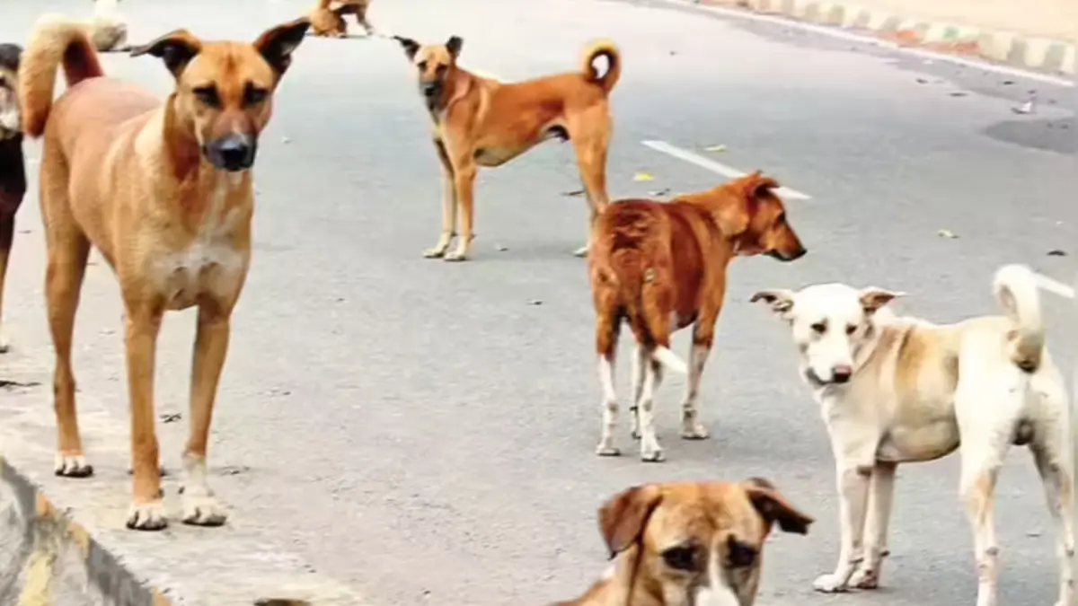 आवारा कुत्तें के झुंड का आतंक