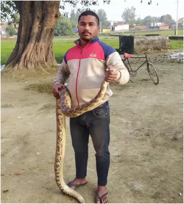 गोरखपुर के ‘स्नेक हैंडलर’ बाली सिंह राजपूत: सांपों ने 10 बार डसा, फिर भी जहरीले सांपों का साथ नहीं छोड़ा गोरखपुर के ‘स्नेक हैंडलर’ बाली सिंह राजपूत: सांपों ने 10 बार डसा, फिर भी जहरीले सांपों का साथ नहीं छोड़ा